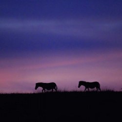 Zebra Sunrise