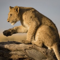 Small Step for Lionkind - 2