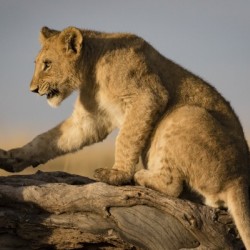 Small Step for Lionkind