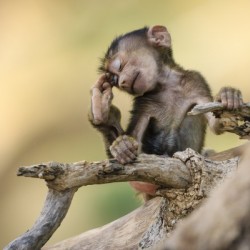 Little Thinker