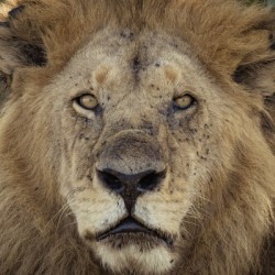 A Kings Portrait - color