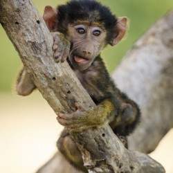 Chilling in the Tree