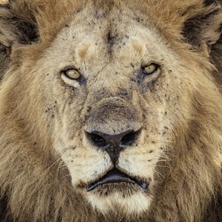 The Lion King