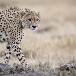 Cheetah Bro
