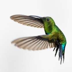 Hummingbird - 1
