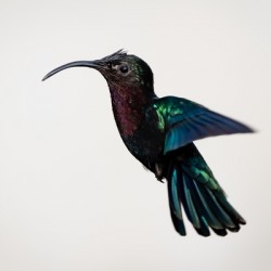 Hummingbird - 2