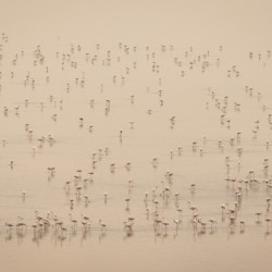 Flamingos of Africa