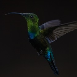 Hummingbird - 3