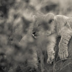 Daydreaming