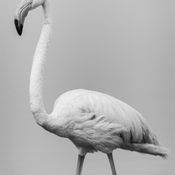 Flamand Rose en Noir et blanc