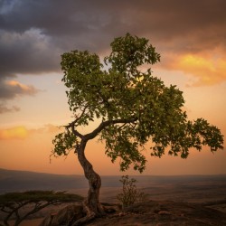 Tree of Life