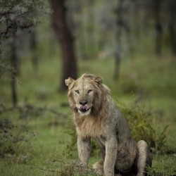 A Lions Tongue