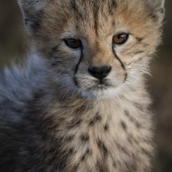 Cheetah Cub