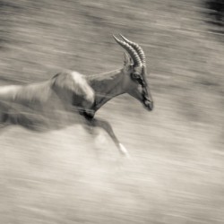 Full Speed