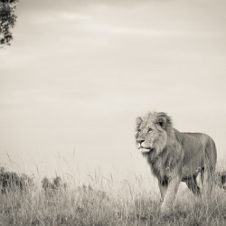 Proud King