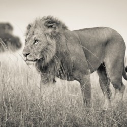 Proud King - 2