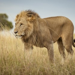 Proud King - 3