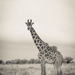 Majestic Giraffe by www.jadupontphoto.com