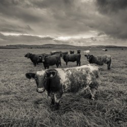 Cowscape