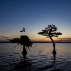 Sunrise on the Nest