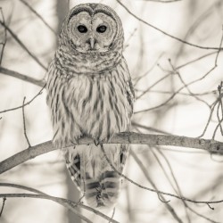 Spotted Owl - 1 