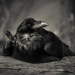 Jabba the Raven