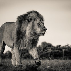The Watch - Male lion 1