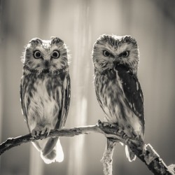 The Odd Couple - B&W