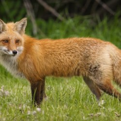 Red Fox Beauty