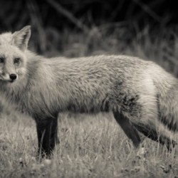 Red Fox