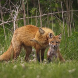 Motherly Love