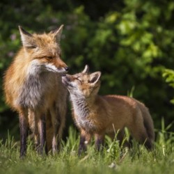 Motherly Love- 2