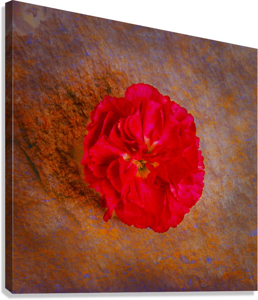 IMG 4994 5 Canvas Print