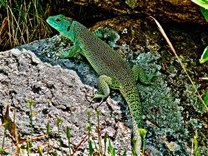 Lagarto