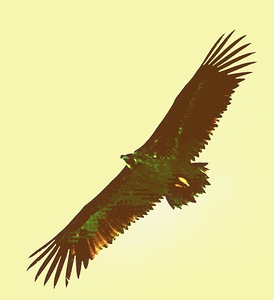 Aguila Real