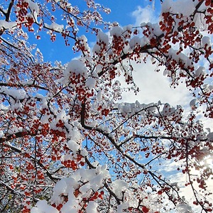 Snow Tree