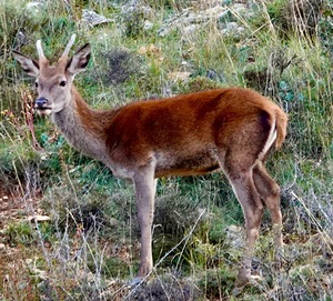 Ciervo Peralejos