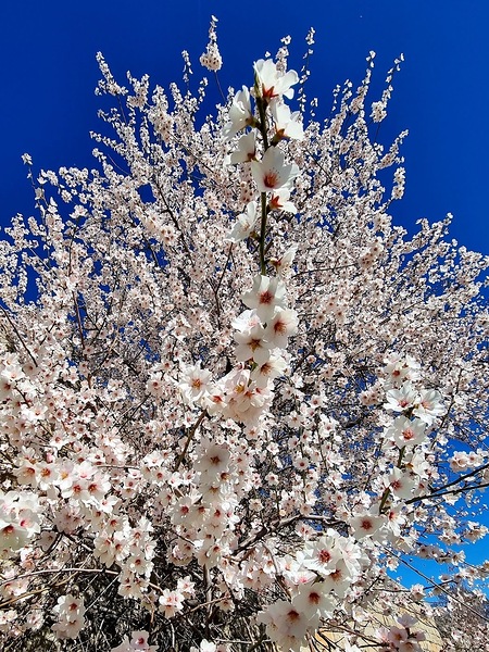Almendro en flor Print