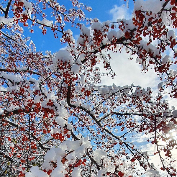 Snow Tree Print