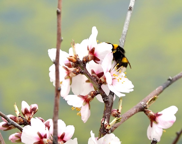 Primavera 2025 Print