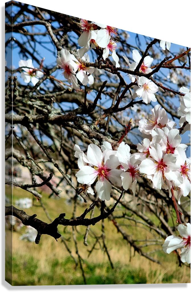 Almendros Canvas Print