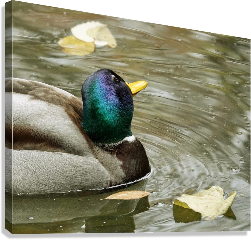 Pato simpatico Canvas Print