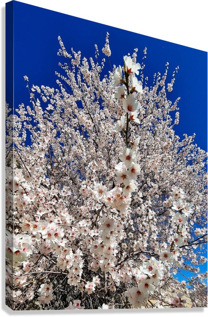 Almendro en flor Canvas Print
