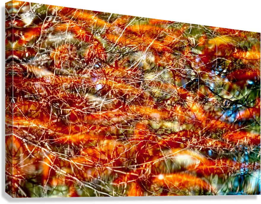 Peces de colores Canvas Print