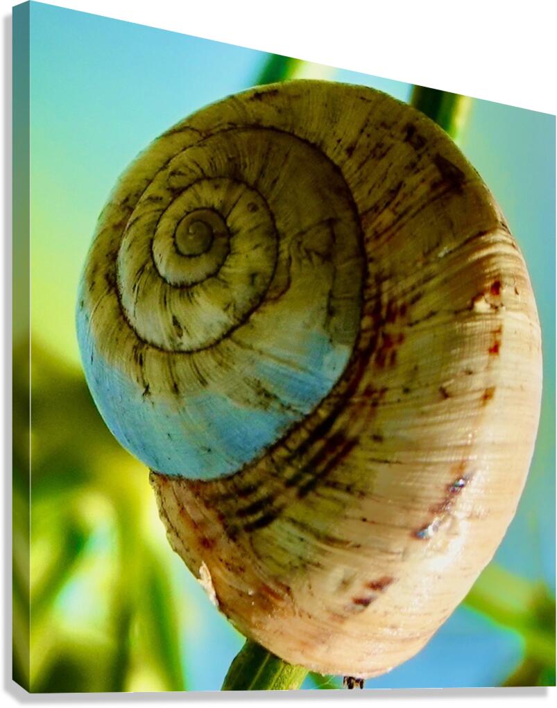 Espiral Canvas Print