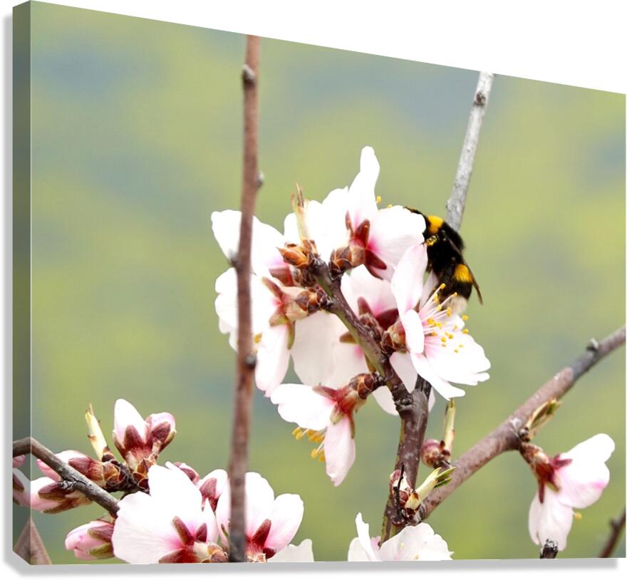 Primavera 2025 Canvas Print