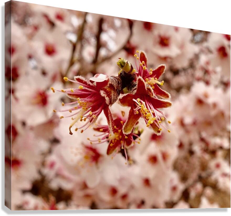 Anuncio de la primavera Canvas Print