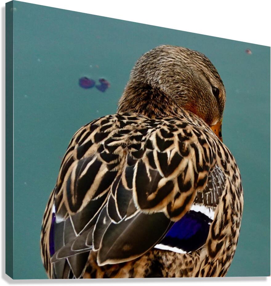 Mi querida pata Canvas Print