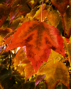 Single Leaf