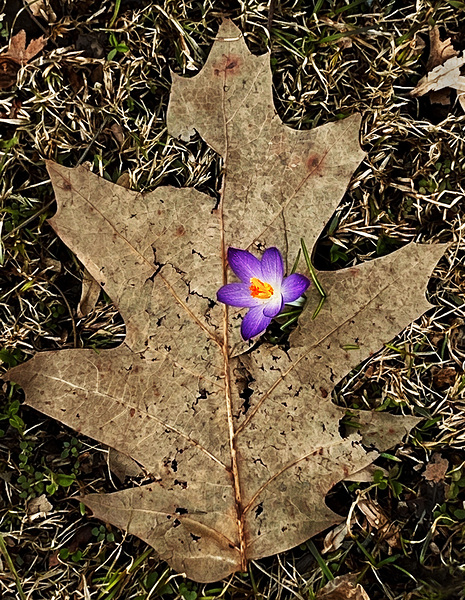 Crocus Leaf Print